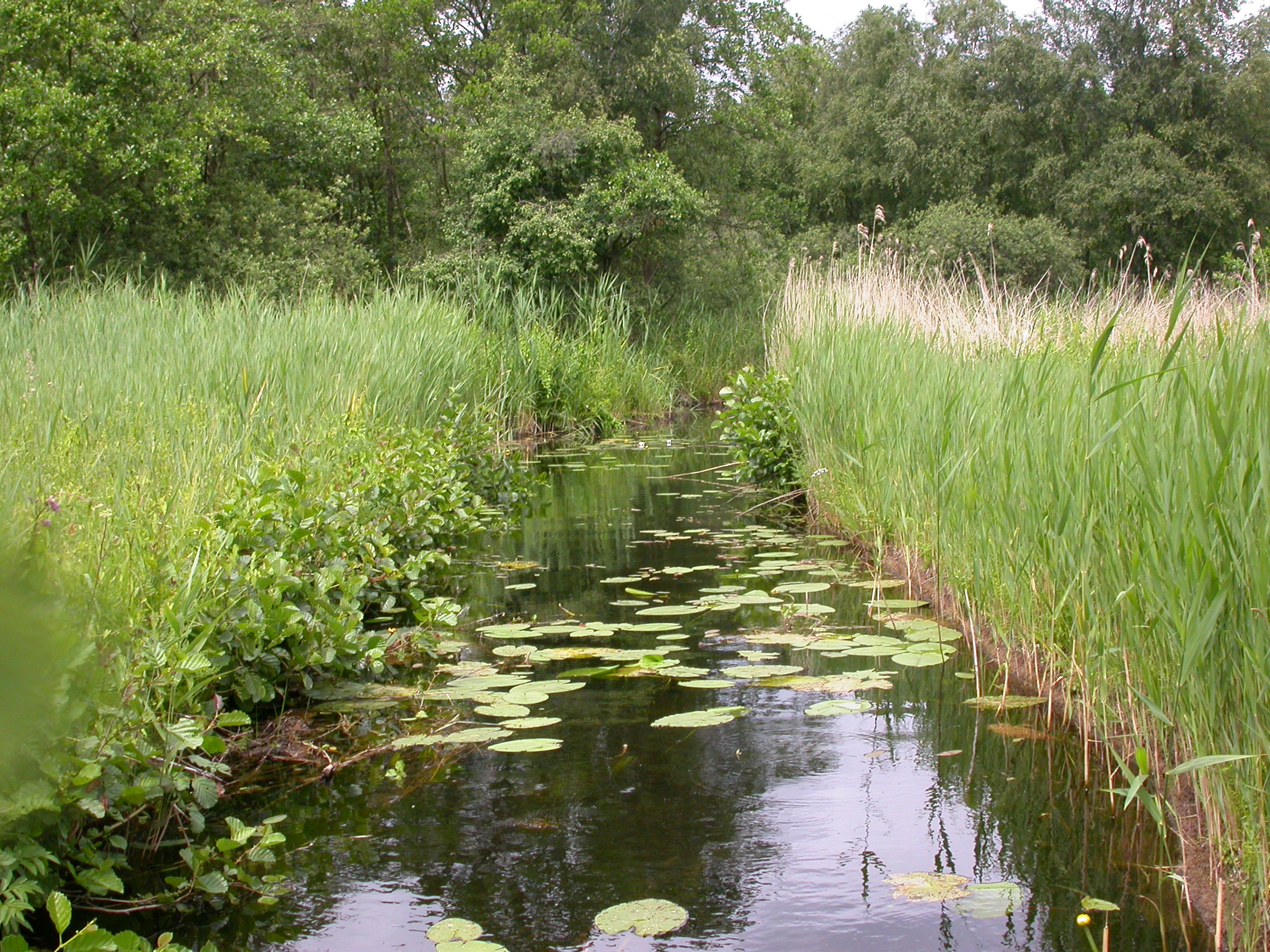de Vlinderstichting